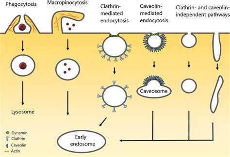 Schematic representation of endocytosis pathways. Nanoparticles and ...