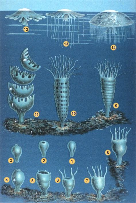 behind the scenes - Is the Xenomorph life cycle based on the life cycle of a real world species ...