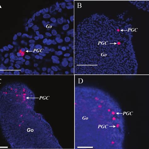 Indicates the numbers of primordial germ cells (PGC) isolated from the... | Download Scientific ...