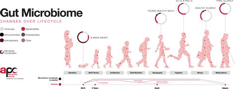 The contrasting human gut microbiota in early and late life and ...