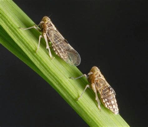 Nature and Farming: Rice Insects: Brown Planthopper