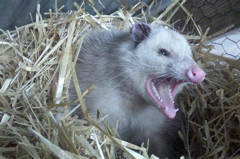 Opossum Teeth