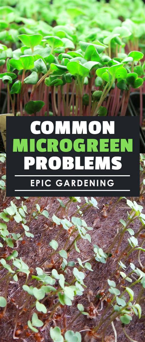 Common Microgreen Problems | Epic Gardening