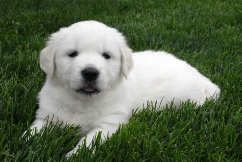 Puppies - English Cream White Golden Retrievers | Treasure Goldens