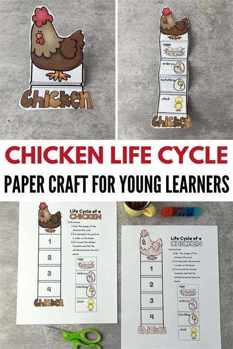 Free Printable Chicken Life Cycle Craft for Preschoolers | Chicken life ...