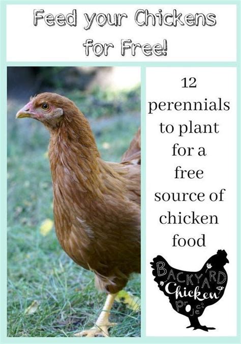 Plants For Chickens, Raising Backyard Chickens, Keeping Chickens ...