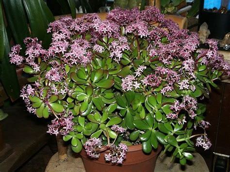 Jade with pink flowers. | Jade plants, Trees to plant, Plants