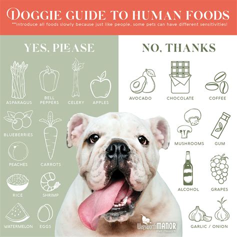 Guide to Human Foods for Dogs | Wagsworth Manor Pet Resort