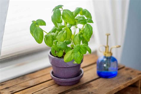 How to Grow Basil