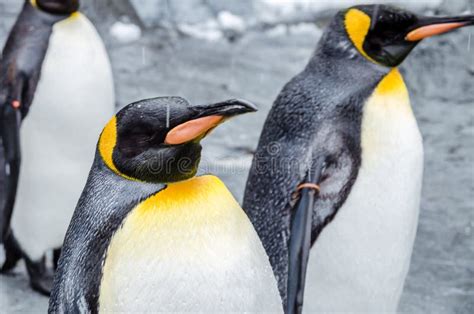 Penguins at Asahiyama Zoo. stock photo. Image of bird - 99611746