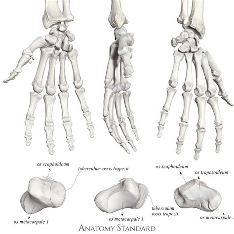 Anatomy Standard - Drawing Os trapezium - Latin labels | AnatomyTOOL