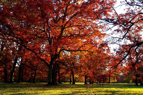 Morton Arboretum In Colorful Fall Photograph by Paul Ge