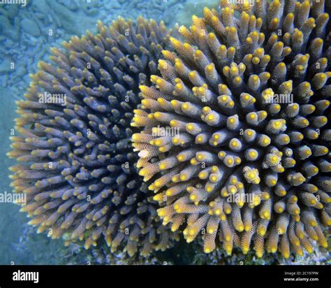 Detail of healthy Acropora coral colonies underwater, Great Barrier ...