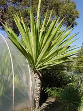 Photo #29308 | Furcraea selloa | plant lust