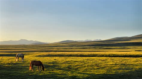 Wallpaper : landscape, sunset, hill, nature, horse, grass, morning ...