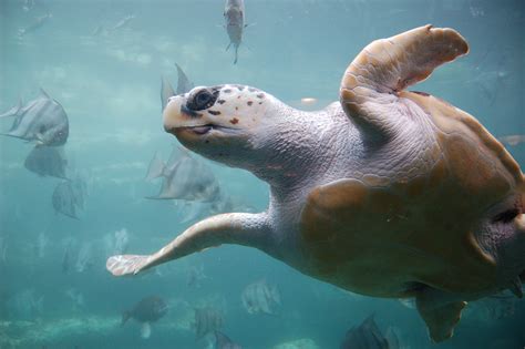 File:Loggerhead sea turtle.jpg - Wikipedia