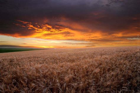 Wheat Field at Sunset - Cristen Joy Photography