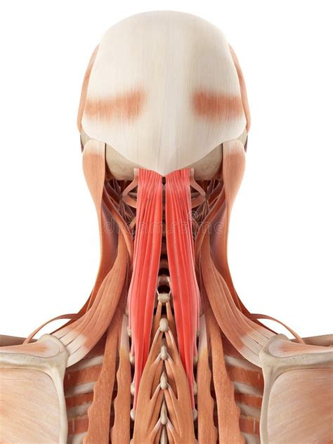 The semispinalis capitis stock illustration. Illustration of male ...