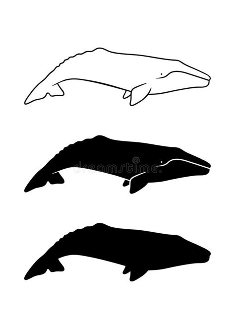 Silhouette of Gray Whale. Vector Illustration Isolated on White Background. Stock Illustration ...