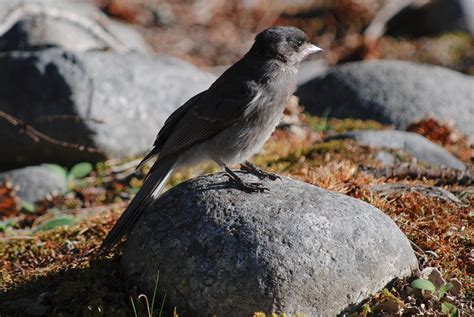 Canada Jay | Audubon Field Guide