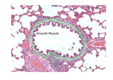 Bronchioles: function and diagram | GetBodySmart