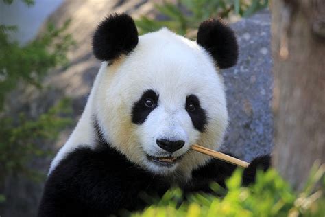 Giant Pandas Are Still Endangered, Researchers Say - Caixin Global