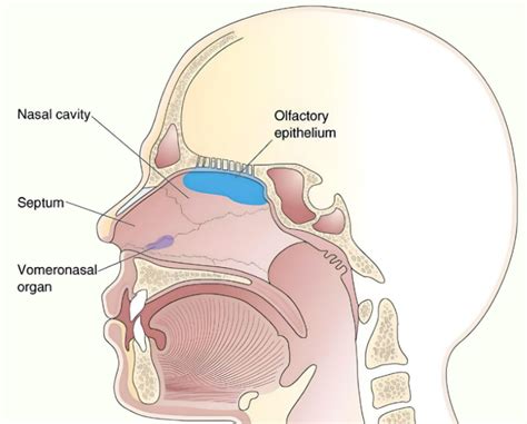 Vomeronasal Organ - Rish Academy