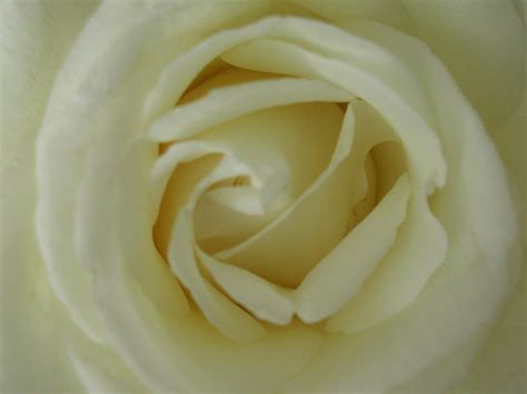 white rose Free Photo Download | FreeImages