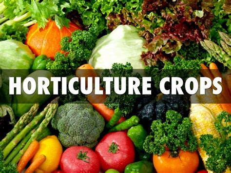 Requirements needed to export Horticultural Crops in Kenya | Graduate Farmer