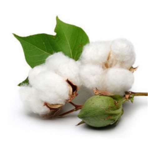 Dwarf Cotton Plant Seed / Biji Benih Pokok Kapas Renek (10's) | Shopee Malaysia