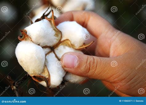 Harvesting Cotton Stock Image - Image: 11060371