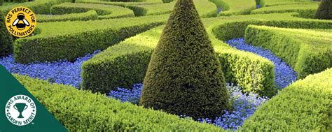 Buy Instant Hedge Plants | Instant Hedging in Troughs | Hopes Grove ...