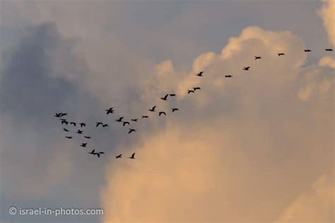 Flamingo Migration in Israel and a visit to Atlit - Israel in Photos