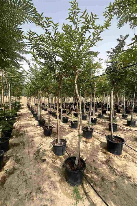 Terminalia Arjuna - Arjuna Tree - Outdoor Plants | Plantshop