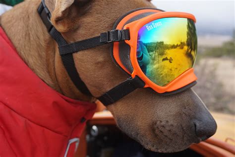 [Review] Cruising in Comfort: Rex Specs Dog Goggle – Adventure Rig