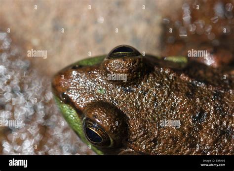 The frog sitting on rock in USA Stock Photo - Alamy