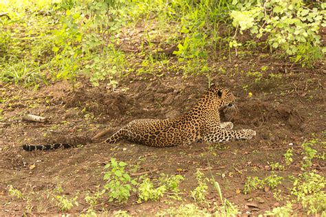 Leopard Sri Lanka 2013 2013-11-27 (1) | DaveWilliamsNaturePhotography | Flickr