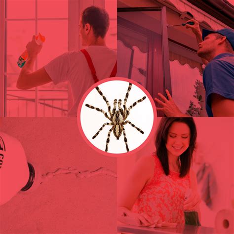 How to Prevent Spider Infestation – Pest Supply Canada