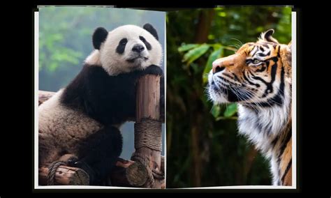 Giant Panda VS Tiger: Who Will Win? [The 5 Ability Test]