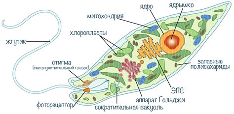 Одноклеточные организмы — что это, определение и ответ