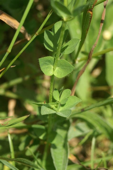 Primerki vrste navadna nokota (Lotus corniculatus ssp. hirsutus)