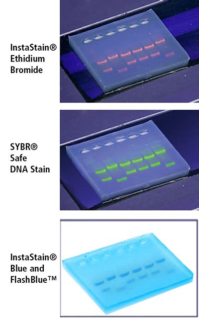 Quick Guide Visualizing DNA