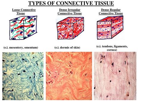 PPT - DEVELOPMENT OF CONNECTIVE TISSUE PowerPoint Presentation - ID:4064482