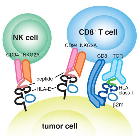 Importance of HLA-E MHC Allele in Cancer Pathways