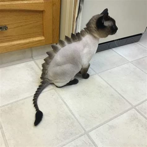 Dino Cat : r/aww