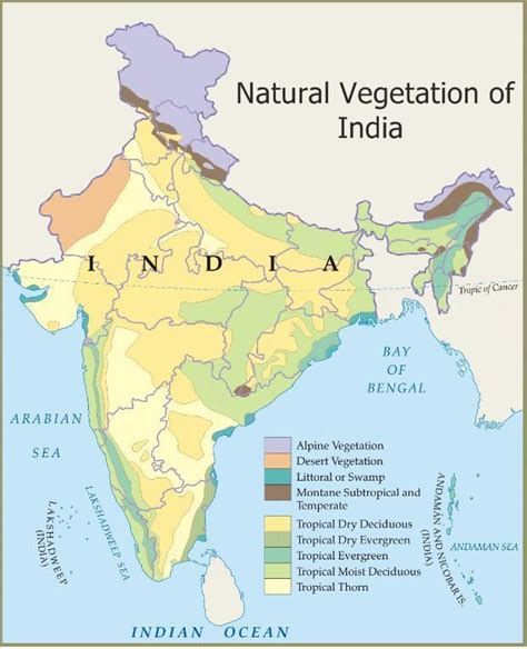 ICSE Solutions for Class 10 Geography - Natural Vegetation of India - A ...