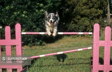 Blue Merle Rough Coat Border Collie Jumping over Hurdle during Dog ...