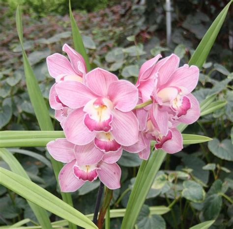 Lovely Pink Cymbidium Orchids | Cymbidium orchids, Orchids, Ground orchids