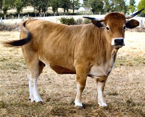 Aubrac Cattle: Origin, Characteristics, Uses, Photo