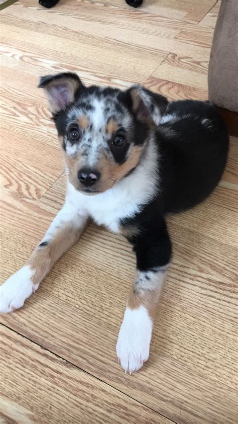 Australian Shepherd/ Red heeler mix puppy😍 Red Heeler, Australian Shepherd, Boston Terrier, Cute ...